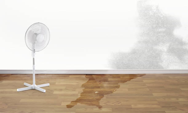 Best Water damage cleanup near me  in Christmas, FL